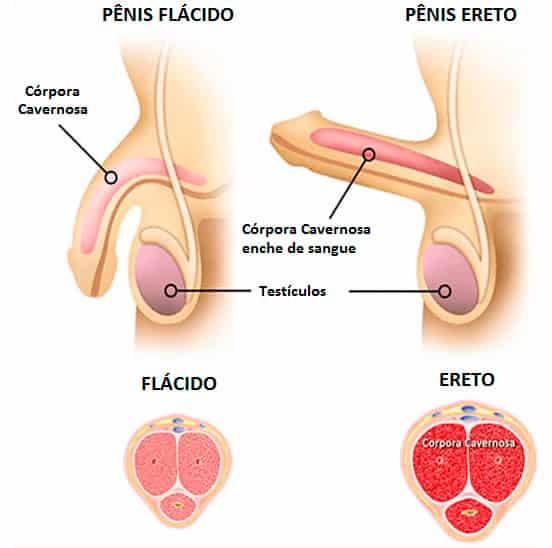 como o libid gel funciona