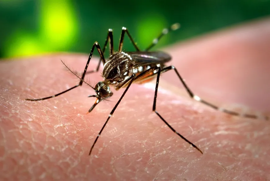 Dengue: conheça os sintomas, o tratamento e as principais dúvidas 3 Dengue